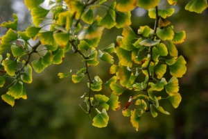 Fan-shaped green and yellow ginkgo leaves in natural light