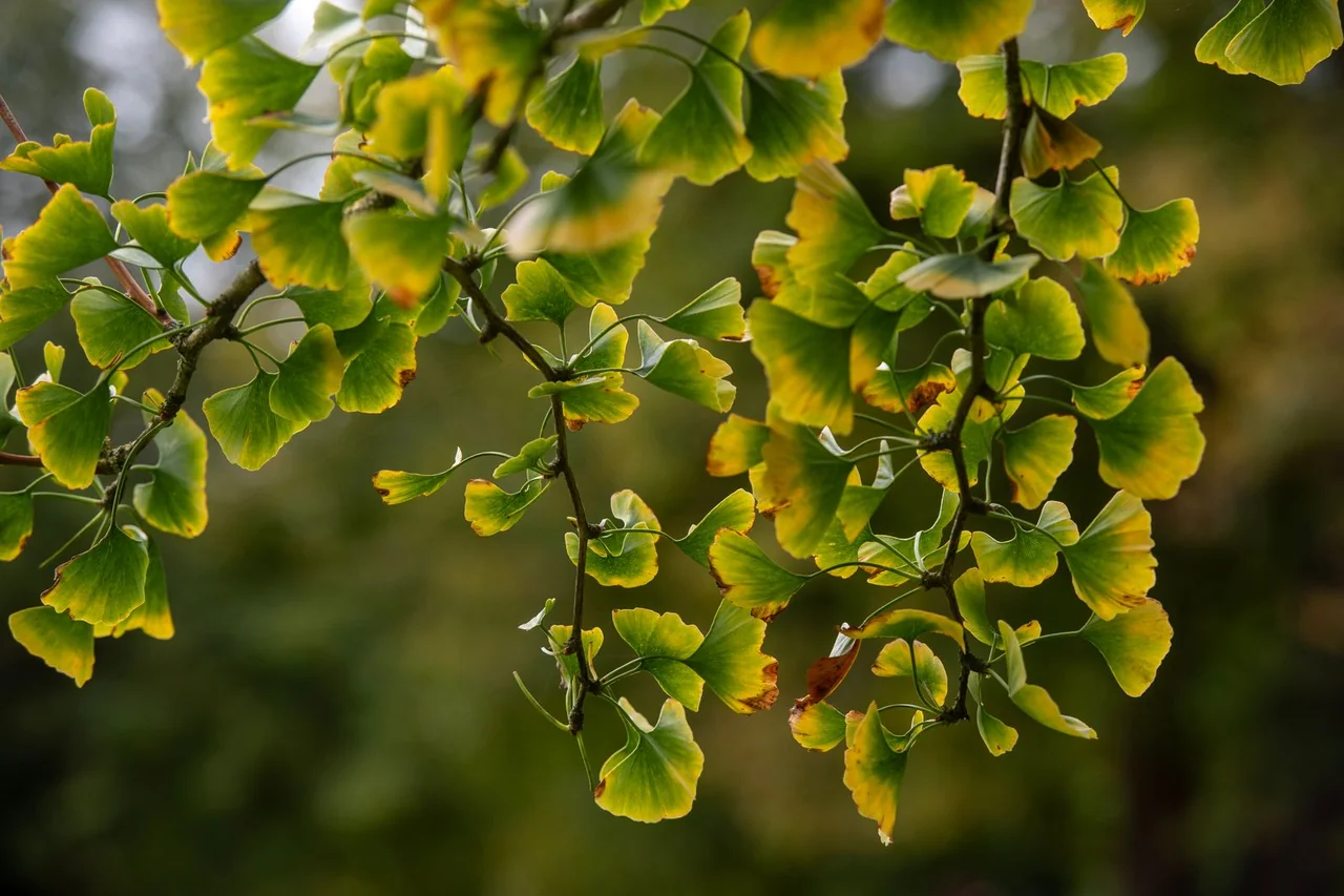 Fan-shaped green and yellow ginkgo leaves in natural light