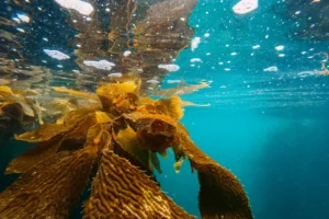Golden kelp fronds growing beneath clear blue seawater