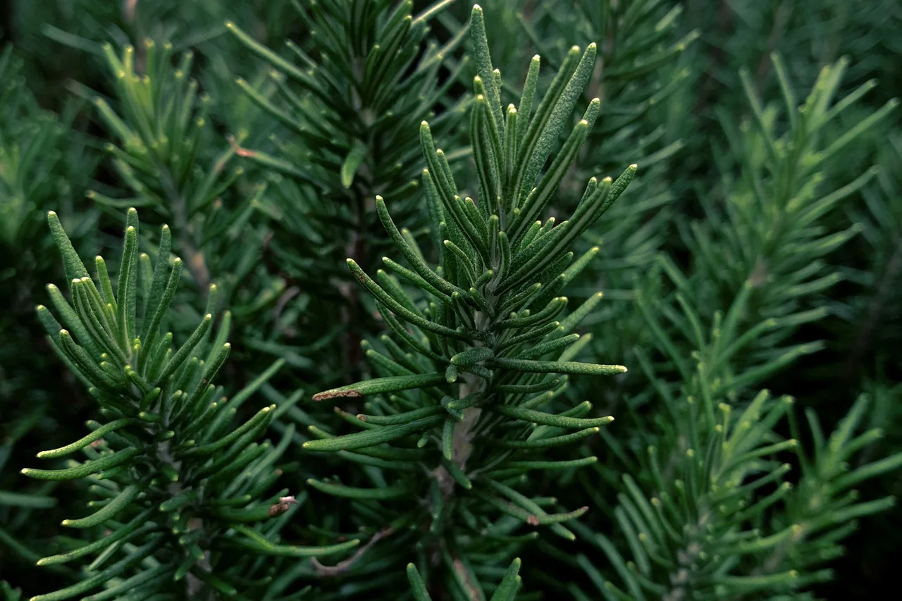 Close-up of fresh green rosemary leaves