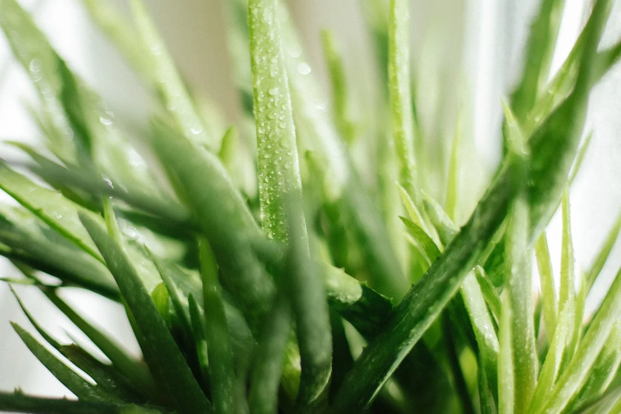 Aloe vera plant in a woven basket beside a sunny window